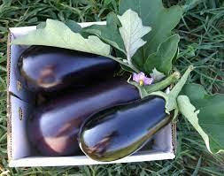 Solanum melongena Italain