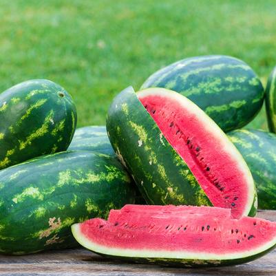 Citrullus lanatus Seeded - Congo Elongated