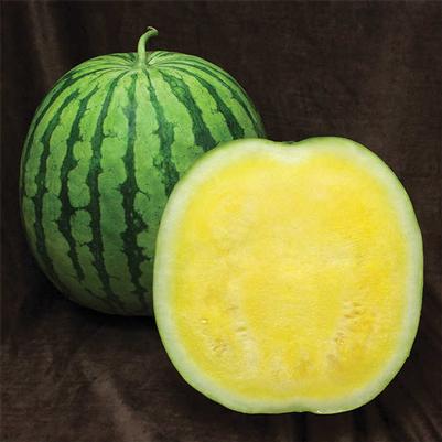 Citrullus lanatus Seedless - Yellow