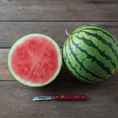 Citrullus lanatus Seedless Red Mini