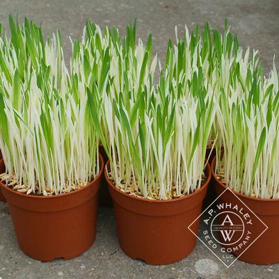 Dactylis glomerata Cat Grass (Barley)