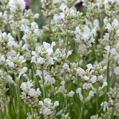 Lavandula angustifolia Lavender Artic Snow