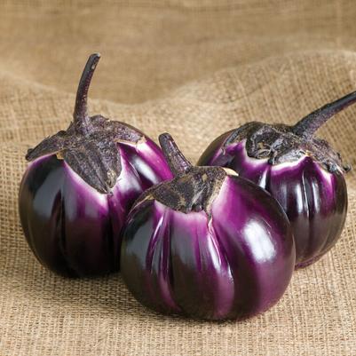 Solanum melongena Sicilian