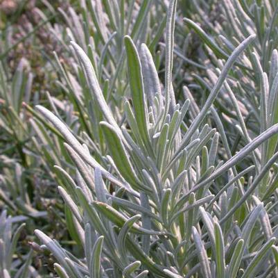 Lavandula angustifolia Grosso (English Lavender)