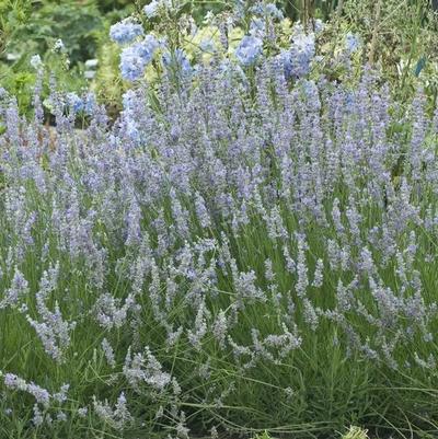 Lavandula angustifolia Provence (English Lavender)