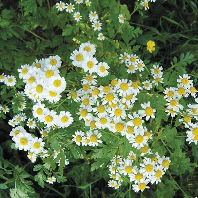 Matricaria chamomilla Chamomile, German (Common)