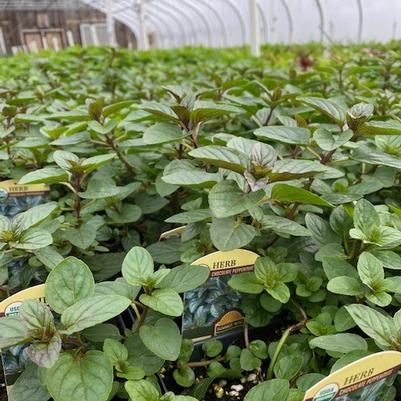 Mentha spicata Chocolate Peppermint