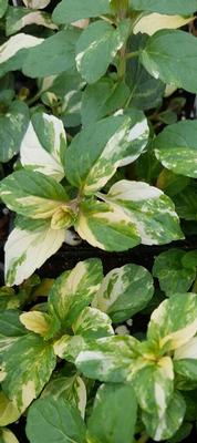 Mentha spicata Peppermint, Variegated
