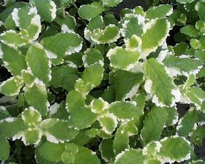 Mentha spicata Pineapple