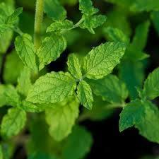 Mentha spicata Strawberry