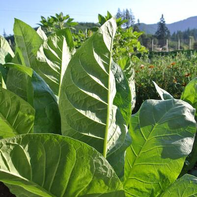 Nicotiana tabacum Massachusetts Wrapper