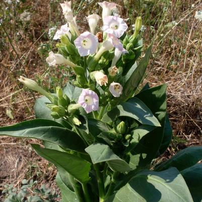 Nicotiana tabacum Shirazi