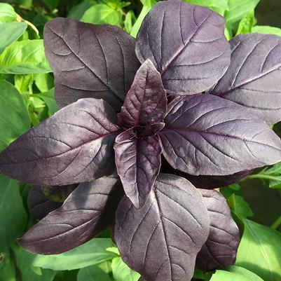 Ocimum basilicum Genovese, Prospera Red