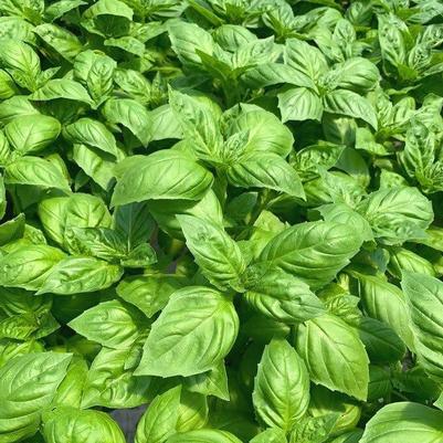 Ocimum basilicum Genovese, RUTGERS DEVOTION