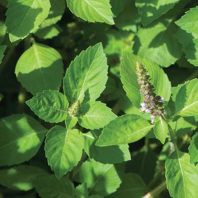 Ocimum basilicum Holy (Tulsi)