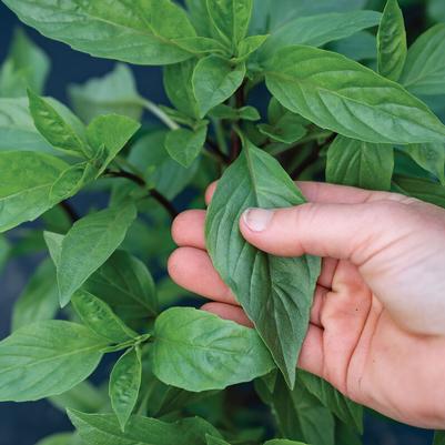 Ocimum basilicum Thai Thai, Prospera Active
