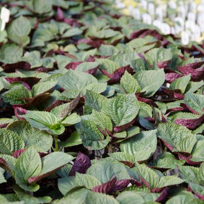 Perilla frutescens Shisho