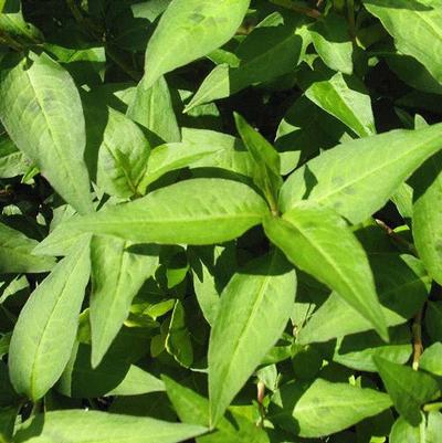Persicaria odorata Coriander, Vietnamese