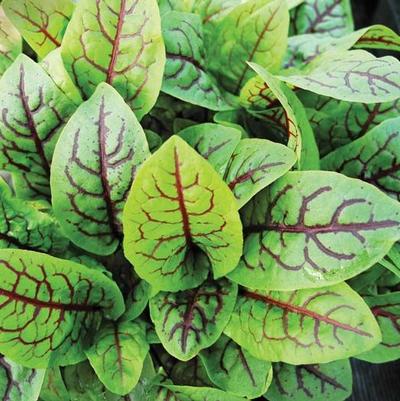 Rumex acetosella Sorrel, Red Veined