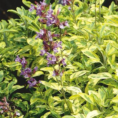 Salvia officinalis Sage, Golden