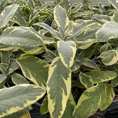 Salvia officinalis Berggarten-Variegated