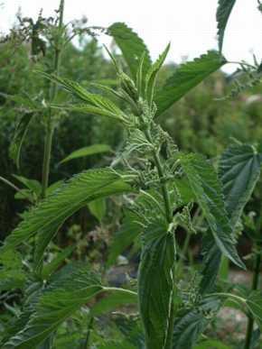 Urtica dioica Stinging Nettle