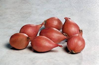 Allium cepa 
