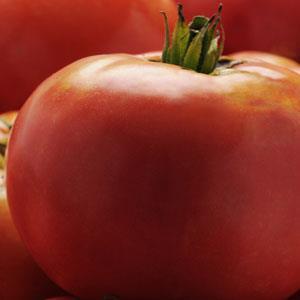 Solanum lycopersicon Jersey Boy