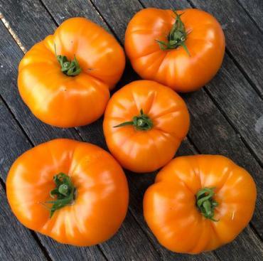 Solanum lycopersicon Amalfi Orange