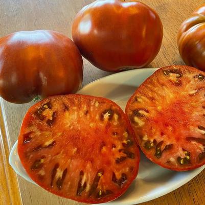 Solanum lycopersicon Cowboy