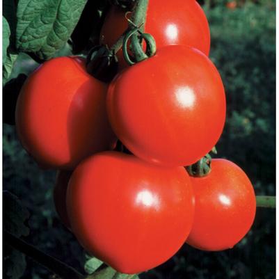 Solanum lycopersicon New Girl