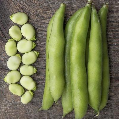 Vicia faba Windsor