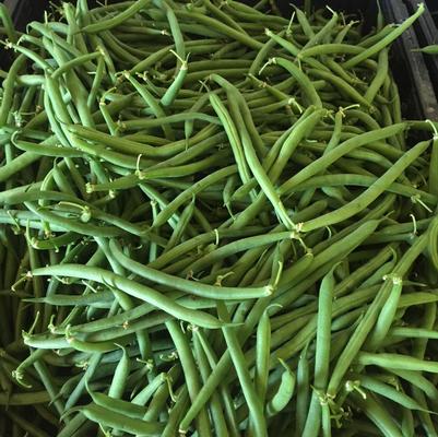 Phaseolus vulgaris Home Run