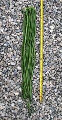 Phaseolus vulgaris Yard Long Bean