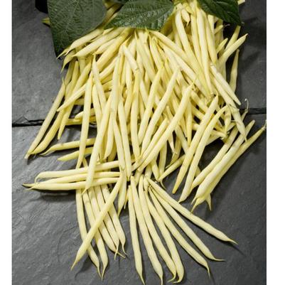 Phaseolus vulgaris Yellow Snap