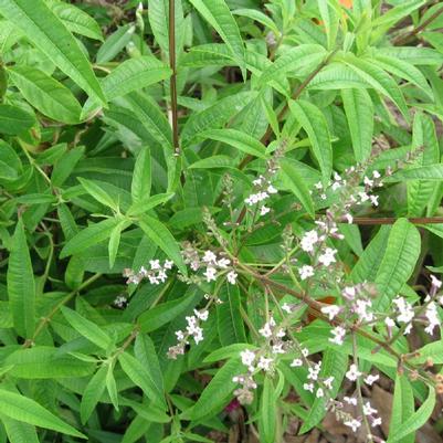Aloysia citriodora 