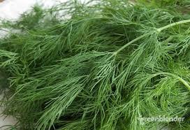 Anethum graveolens Bouquet