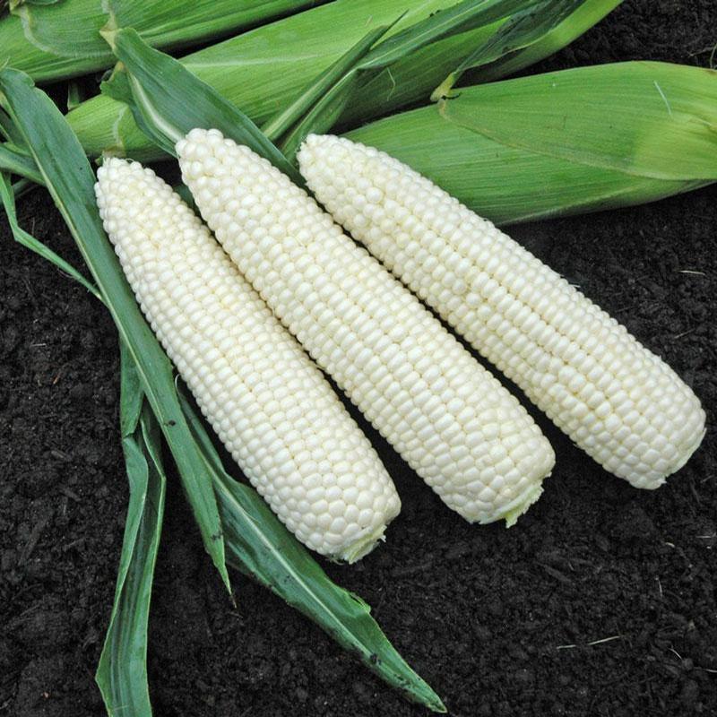 Sweet Corn and Pole Lima Bean Succotash