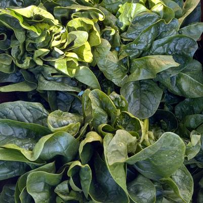 Spinach Sauté